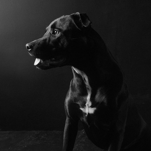 Fundraising Page: Boomer Davenport